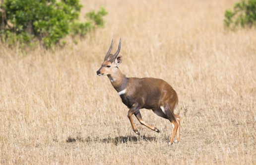 African Casquillo de reductor antelope a la ejecución photo