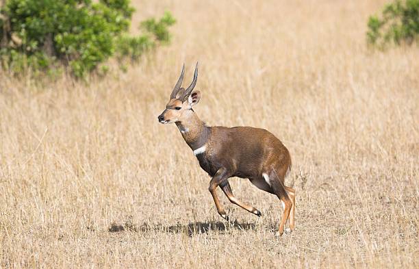 African Bush buck antelope on the run African bush buck antelope on the run bushbuck stock pictures, royalty-free photos & images