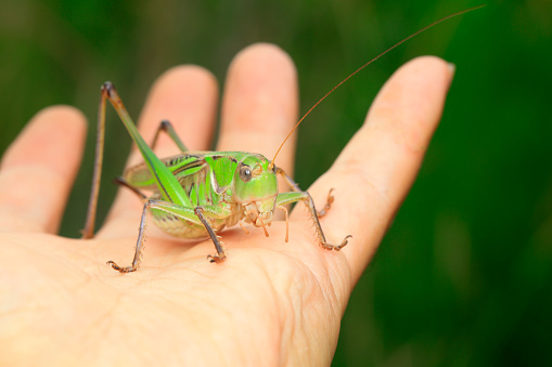 Katydids are in the hands of human beings, man and nature