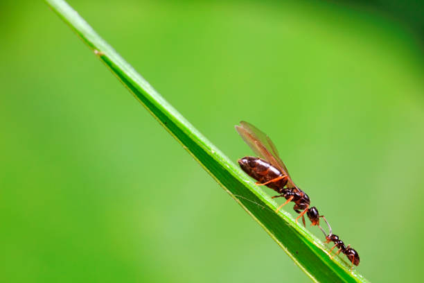 Ant breeding ants live on wild plants in North China