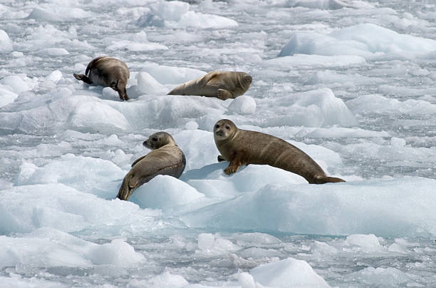 잔점박이 봉인물을 놓여 빙판 - hubbard glacier 뉴스 사진 이미지