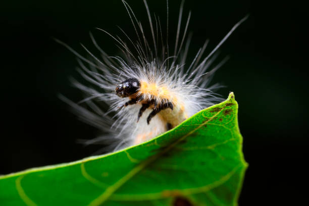 istock Lepidoptera larvae inhabit wild plants, North China 1721748020