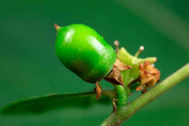 Jujube fruit in a botanical garden, North China