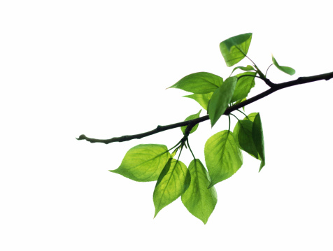 tree branch with green leaves isolated on white
