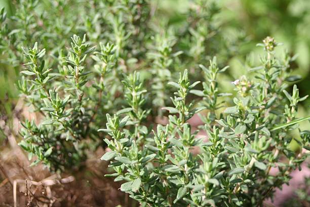 istock Close-up image of thyme plants in a garden 172174840