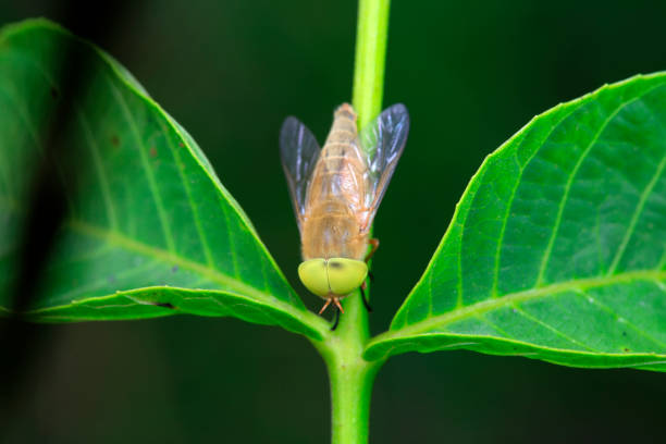 Tabanidae inhabits wild plants in North China
