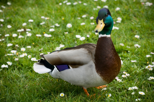Male duck standing on grass