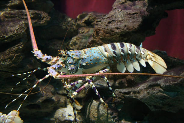 istock Colourful Tropical Rock lobster 172175033