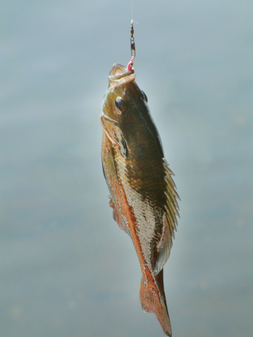 Fish dangling from a hook
