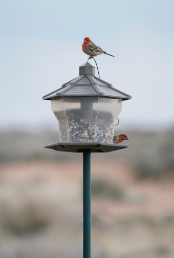 Two house finches on a bird feeder.