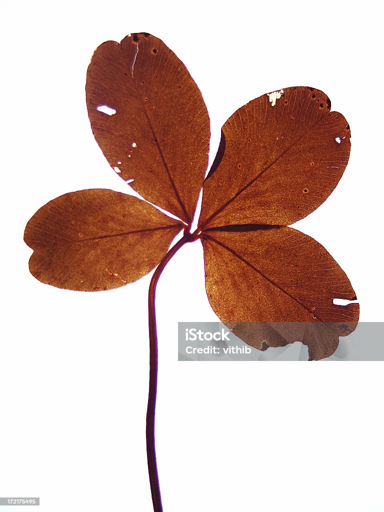 Modernes vier Kleeblatt isoliert auf weiss - Lizenzfrei Blume Stock-Foto