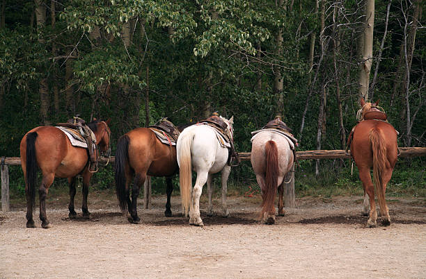 Wild horses running free across an open field