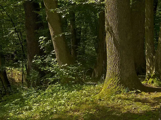 Beech forest in West Ukraine