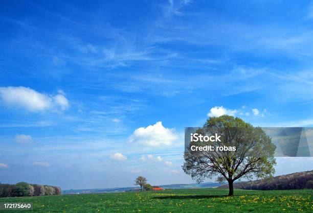 Green Meadow And Lonely Tree Stock Photo - Download Image Now - Agricultural Field, Beauty In Nature, Blue