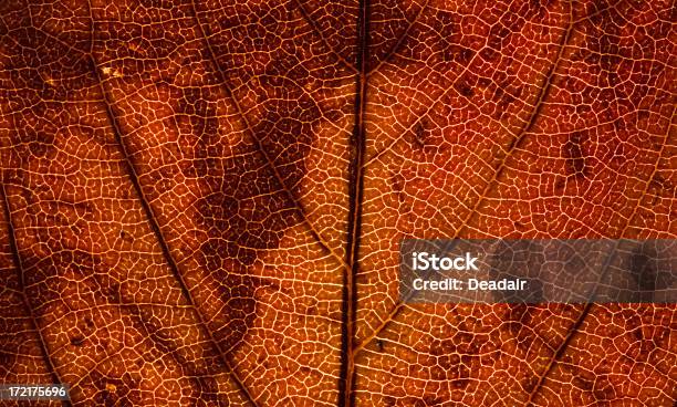 Brown Leaf Macro Stock Photo - Download Image Now - Abstract, Backgrounds, Brown