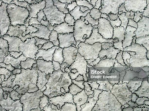 White Lichen Background Stock Photo - Download Image Now - Backgrounds, Close-up, Dirty