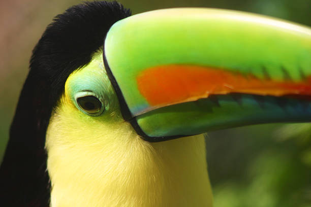 istock Who's a pretty bird then? 172175767