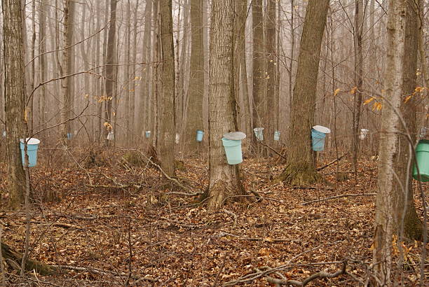 Maple Sap Harvest "Buckets used for collecting maple sap in the springtime. Elmira, Ontario.Related Images:" kitchener ontario photos stock pictures, royalty-free photos & images