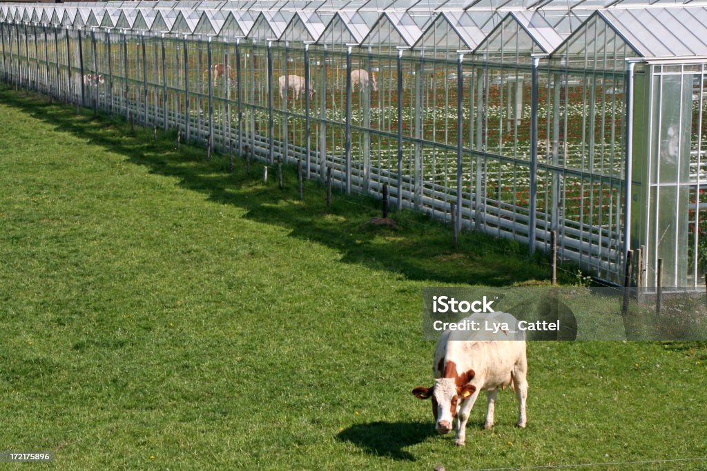 Greenhouse and grazing cow "Greenhouse and grazing cow and cows reflecting in the windows, please see also my other images of cows, calfs, sheeps, lambs and piggies in my lightbox:" Cow Stock Photo