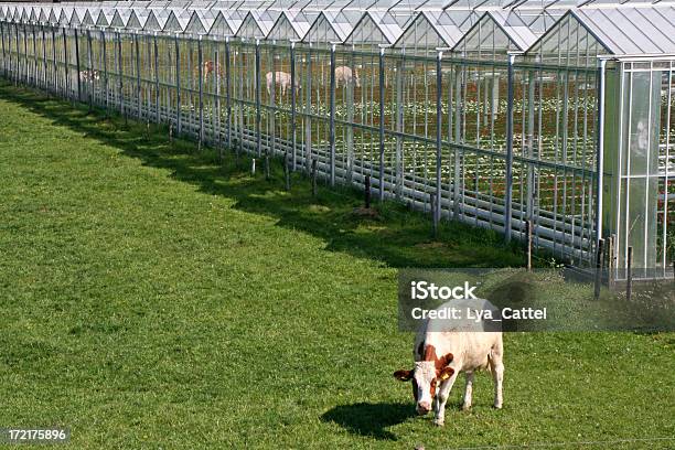 Greenhouse And Grazing Cow Stock Photo - Download Image Now - Cow, Greenhouse, Farm