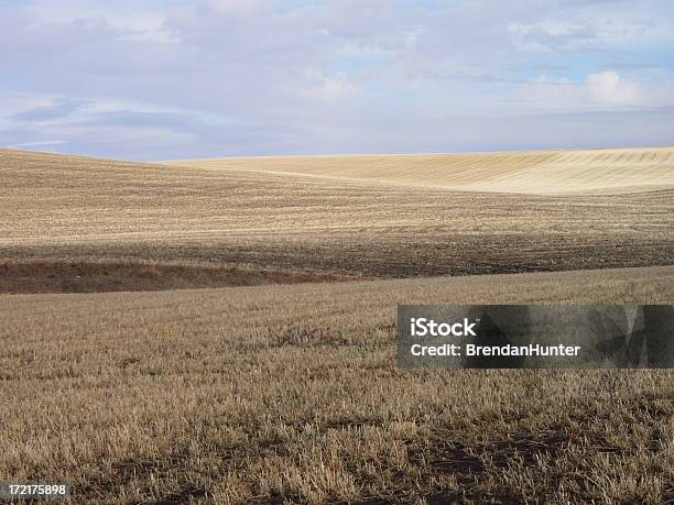 Golden Felder Stockfoto und mehr Bilder von Abmachung - Abmachung, Abwesenheit, Agrarbetrieb