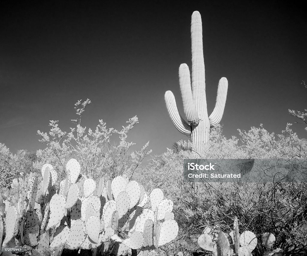 Escena de Cactus del desierto de infrarrojos - Foto de stock de Afilado libre de derechos