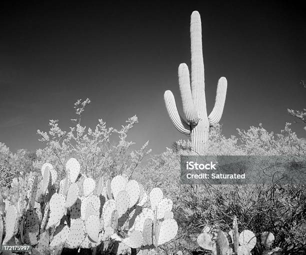 Cactus Del Deserto Di Scena A Infrarossi - Fotografie stock e altre immagini di Affilato - Affilato, Ambientazione esterna, Area selvatica