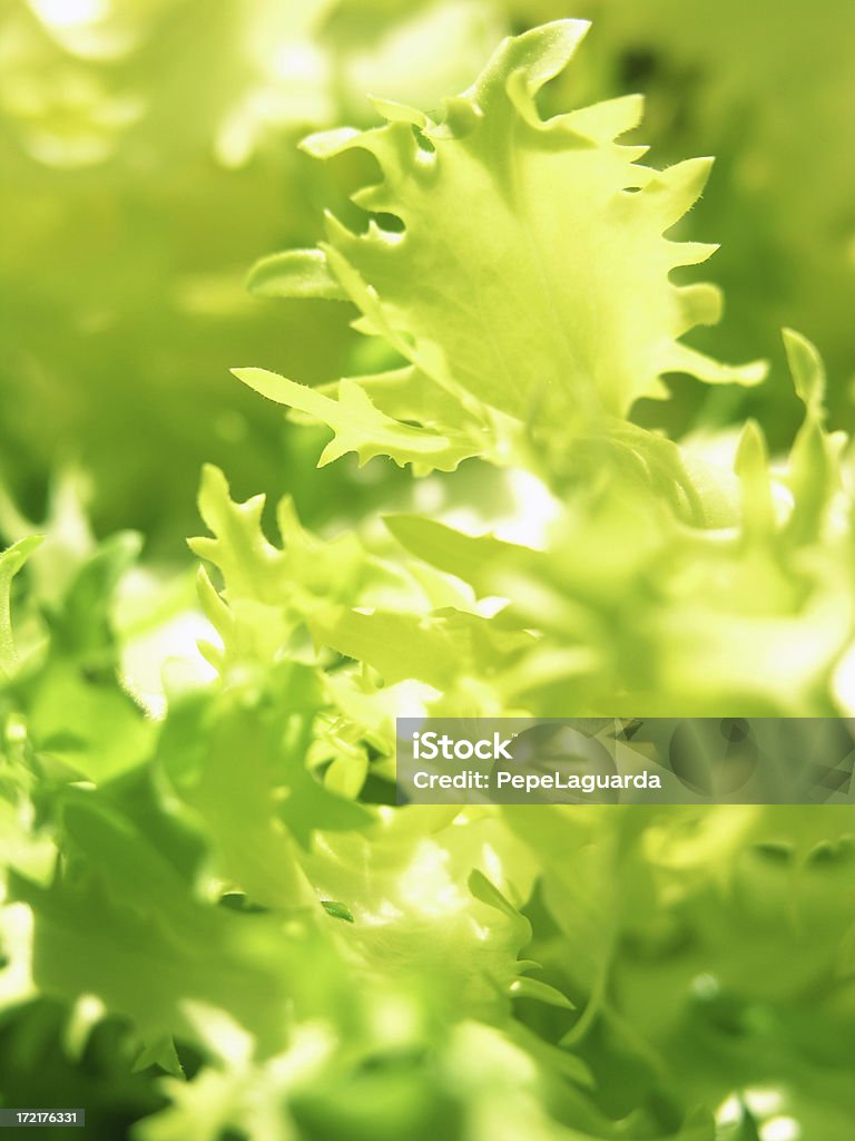 음식: 엔다이브 잎 - 로열티 프리 0명 스톡 사진