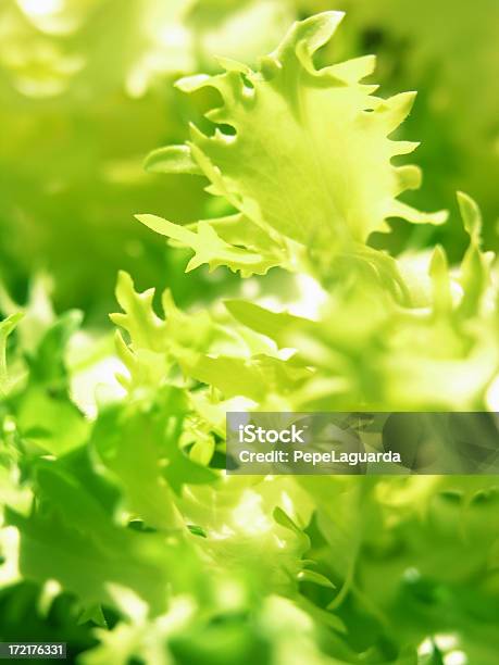 음식 엔다이브 잎 0명에 대한 스톡 사진 및 기타 이미지 - 0명, 가벼운, 건강한 생활방식