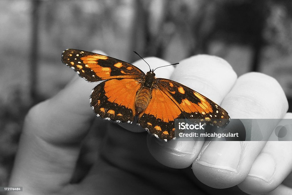 A segurar ainda - Royalty-free Borboleta Foto de stock