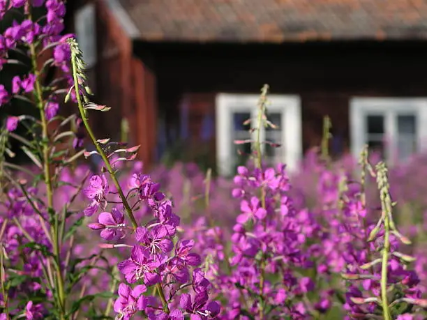 "Swedish countryside environment. A meadow with rosebay willowherbs in the foreground, w. selective focus on the first, and a blurred red barn in the background.Photo taken in a|re, Sweden."