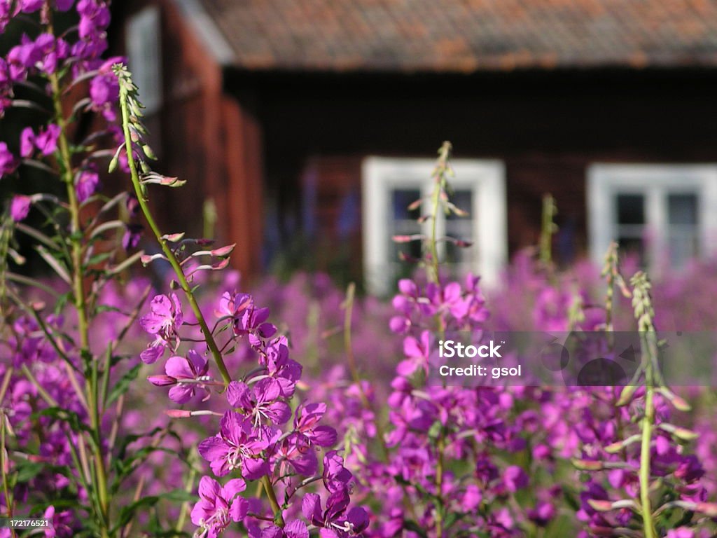 Paisagem rural sueca - Foto de stock de Chamaenerion Angustifolium royalty-free