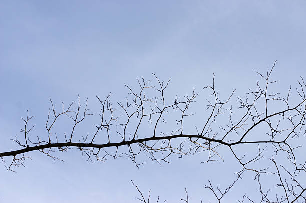 ветвь веточка и twiglet показывает фрактальный-как отделов - fractal clear sky tree sky стоковые фото и изображения