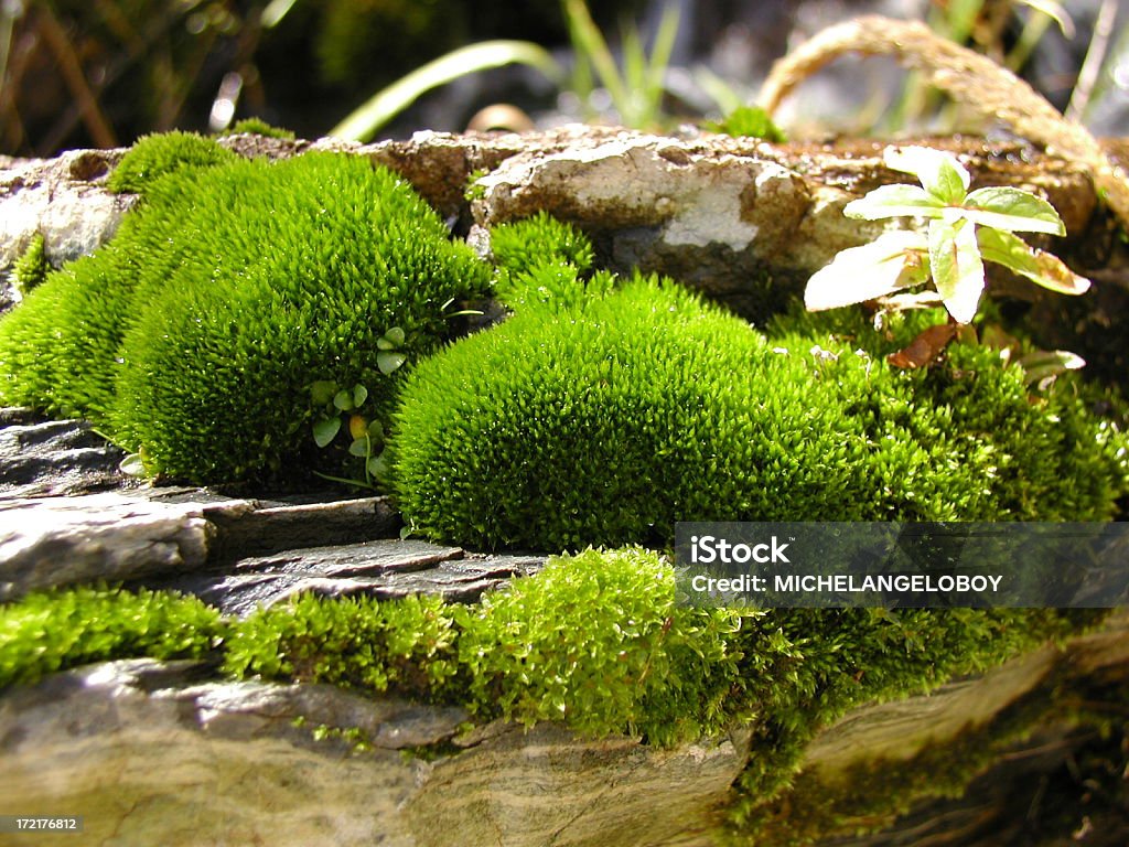 Natürliche Moss - Lizenzfrei Bach Stock-Foto