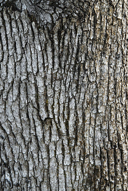 Tree bark stock photo