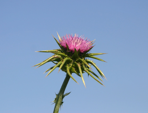 Otherwise known as St Mary's Thistle, Silybum marianum (botanical name), Marian's Thistle, Holy Thistle and Blessed Thistle. From the ancient Greek healers to modern European physicians, over 2000 years of use as medicinal herb.
