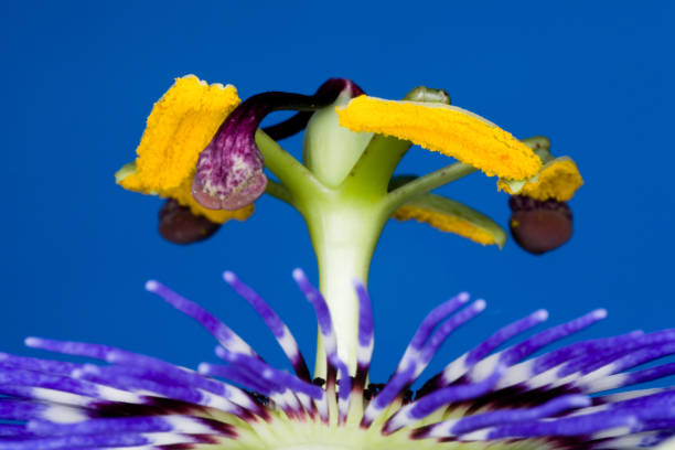 istock Passion Flower Against Blue Sky 172177045