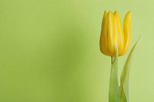 tulip with room to spare (green) stock photo