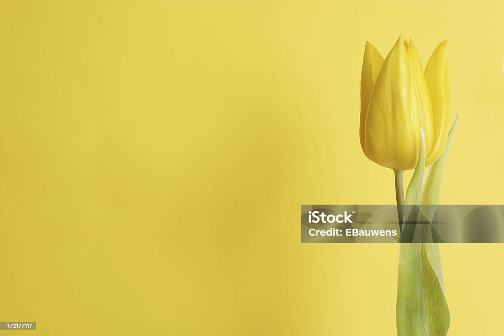 Тюльпан без опозданий (желтый - Стоковые фото Горизонтальный роялти-фри