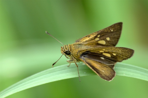 A Contiguous Swift skipper butterfly perches on a blade of grass.