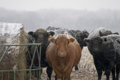 herd of cattle in the snow