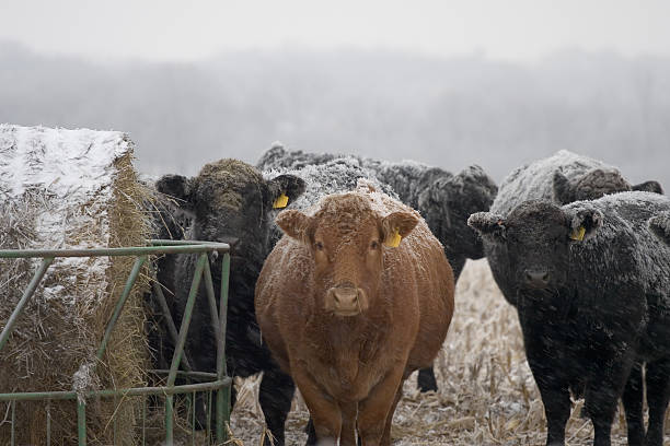 cold cattle stock photo