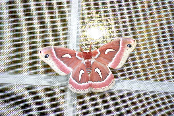 moth on a screen stock photo