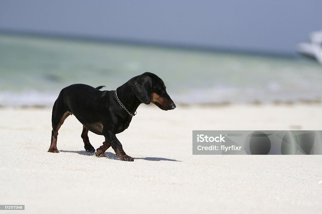 Teckel sur la plage - Photo de Teckel libre de droits