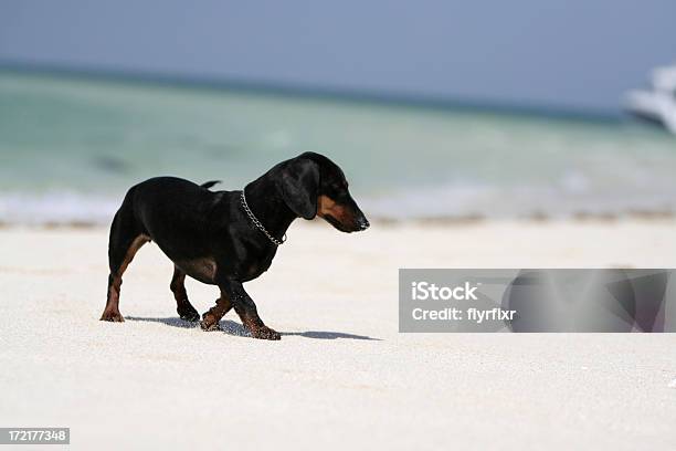 Photo libre de droit de Teckel Sur La Plage banque d'images et plus d'images libres de droit de Teckel - Teckel, Animaux de compagnie, Canidés