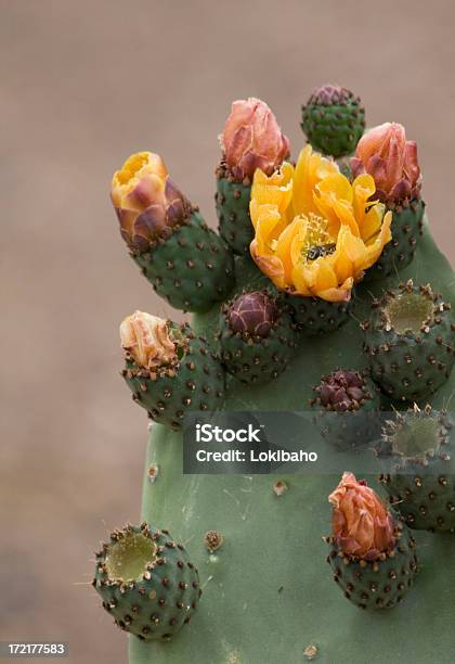 Foto de Opuntia Almofada Com Flores e mais fotos de stock de Deserto - Deserto, Cabeça da flor, Cacto