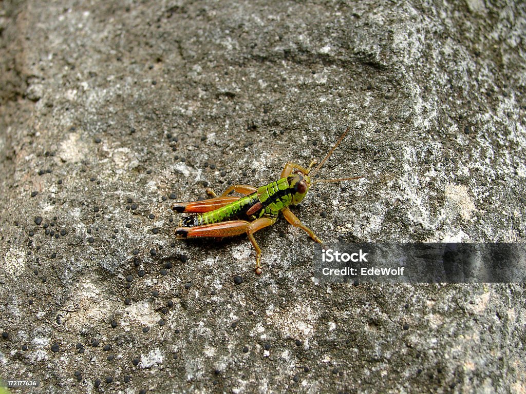 Grashopper close-up - Foto de stock de Beleza natural - Natureza royalty-free