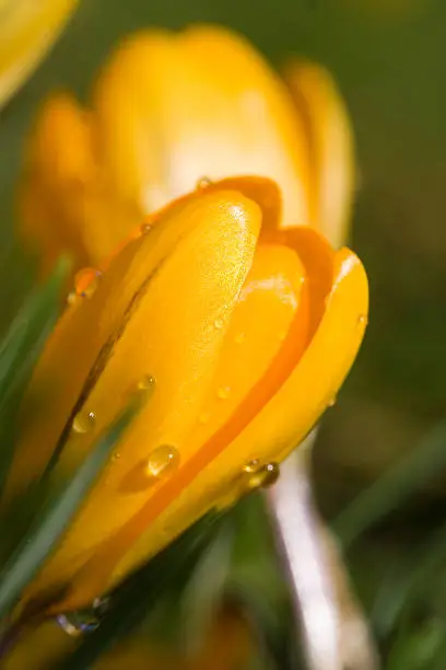 Lovely yellow krokus flower in spring.
