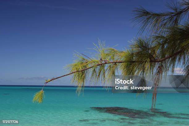 Árvore Mar E Céu - Fotografias de stock e mais imagens de Ilhota - Ilhota, Ilhas Turcas e Caicos, Pinheiro