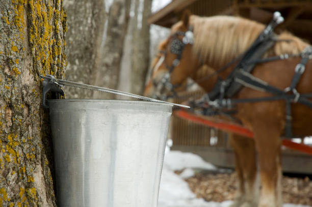 cerca de azúcar shack - maple syrup sugar shack fotografías e imágenes de stock